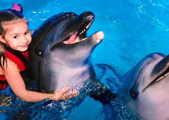 Dolphin Show in Sharm El Sheikh